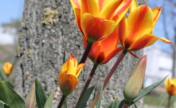fire-tulip